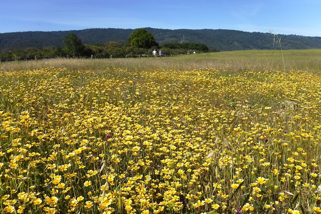 khu vườn tuyệt đẹp của tiểu bang California