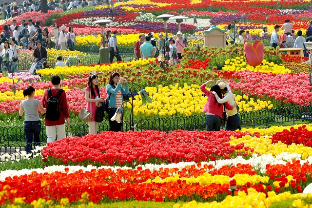 Hòa mình cùng những lễ hội hoa Tulip tại Hàn Quốc, Vé máy bay đi Hàn