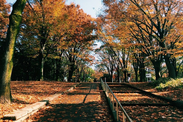 Điểm ngắm lá thu đẹp nhất ở Tokyo