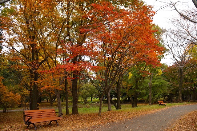 Điểm ngắm lá thu đẹp nhất ở Tokyo