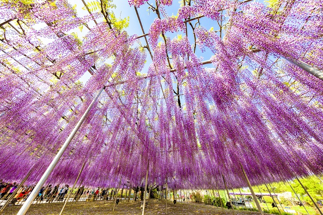 Công viên Ashikaga – điểm ngắm hoa tuyệt đẹp gần Tokyo