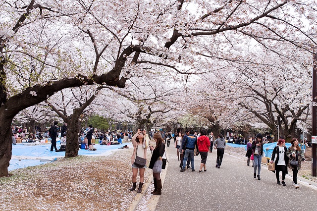 Ghé thăm Yoyogi - công viên đẹp nhất Tokyo Nhật Bản