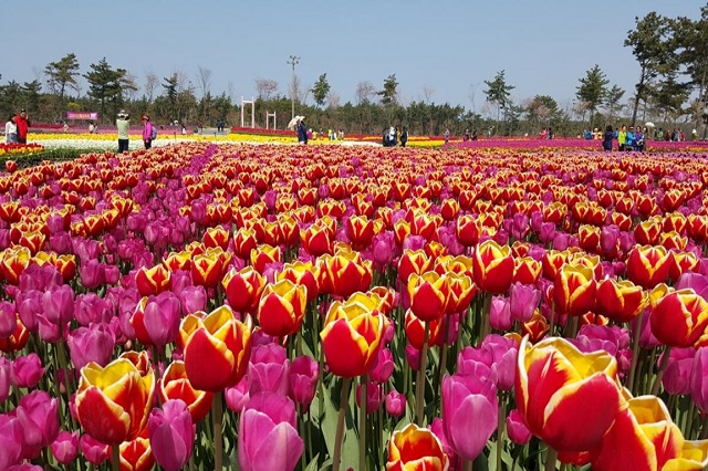 Hòa mình cùng những lễ hội hoa Tulip tại Hàn Quốc, vé máy bay đi Hàn