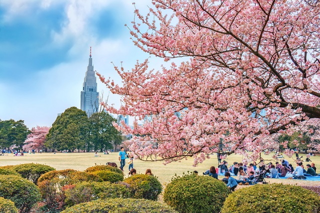 Thư giãn ở những công viên tuyệt vời nhất Tokyo